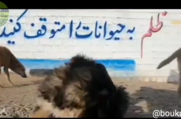 واکنش انجمن به‌شدار بوکان به حاشیه‌های ایجاد شده برای سگ‌های ولگرد مهاباد