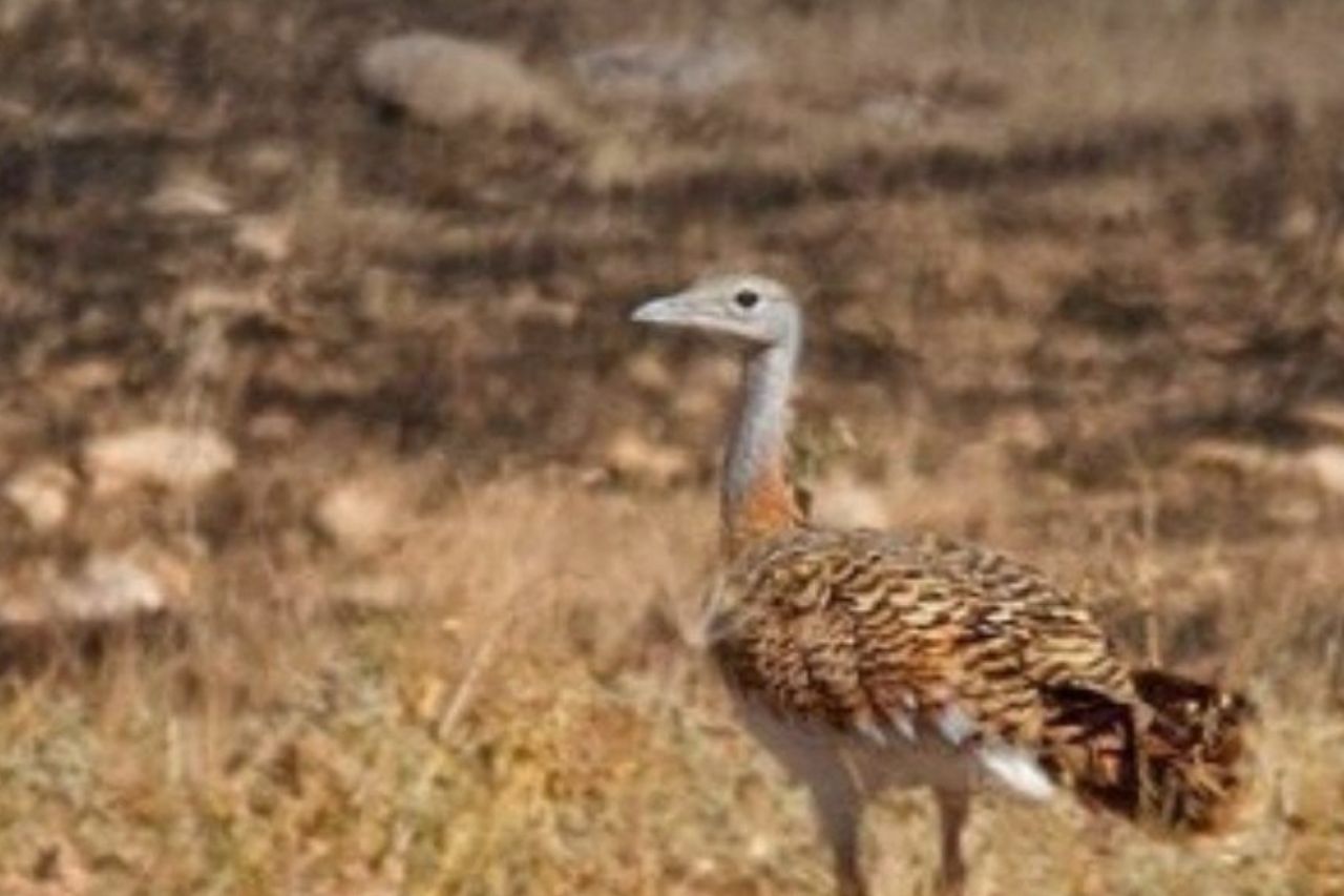 معدن کاوی در کردستان و خطر انقراض میش مرغ‌ها